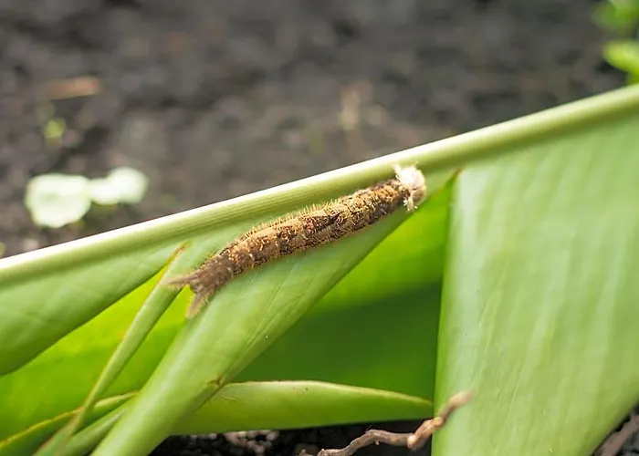 Paraiso Volcano * Guayabo (Guanacaste)
